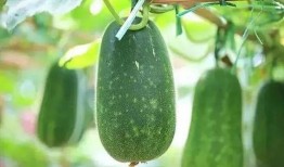 摘瓜吃瓜配乐叫什么歌,欢声笑语——揭秘经典配乐XXX背后的故事