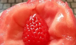 吃瓜群众小番茄,揭秘吃瓜群众的趣味生活