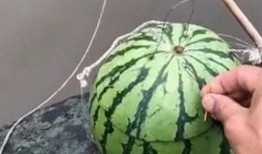 农村小伙吃瓜,一场味蕾的狂欢之旅