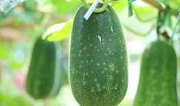 种瓜得吃瓜了,瓜农与瓜食者的和谐共生