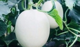 吃瓜甜莲,揭秘瓜果中的甜蜜诱惑