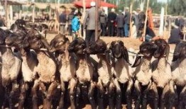 新疆吃瓜群众视频大全,趣味横生的日常生活剪影