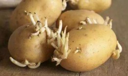 烟台情侣吃瓜,共享夏日悠闲时光