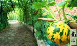 吃瓜比赛诗词,一场别开生面的吃瓜比赛