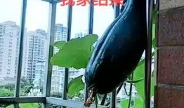 栏杆上吃瓜,笑谈人间百态