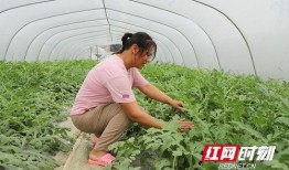 华强只吃大棚瓜,大棚瓜的忠实食客，探寻绿色健康生活之道