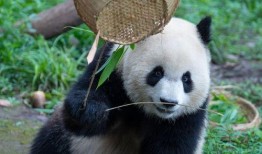 吃瓜熊猫渝爱,揭秘网红熊猫的甜蜜生活