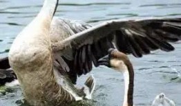 鹅吃角瓜蓝吗,探寻蓝天的奥秘