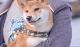 狗子队长吃瓜,揭秘娱乐圈背后的秘密