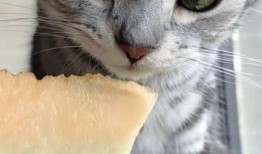 猫咪吃瓜姿势,萌态百出，揭秘猫咪的悠闲时光