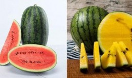 vx免费吃瓜,揭秘热门话题背后的真相与趣味