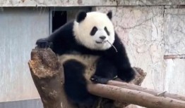 吃瓜熊猫渝爱,揭秘网红熊猫的甜蜜生活