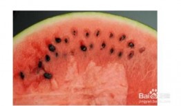 北方吃瓜图片大全