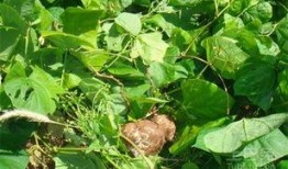 吃大土瓜 咯,探寻民间美食的独特魅力