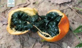 瓜娄怎么吃通便