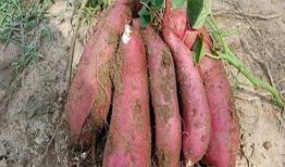 孕妇可以吃土瓜干吗,孕妇适宜食用土瓜干吗？