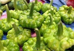 瓜叶怀孕可以吃,探寻植物界的神奇孕育之谜