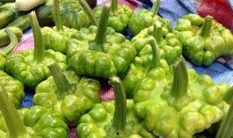 瓜叶怀孕可以吃,探寻植物界的神奇孕育之谜