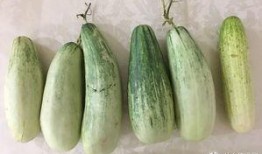 假装吃瓜聊天,一场假装吃瓜的趣味聊天盛宴