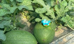 上海陈学姐吃瓜,揭秘网络舆论背后的真相