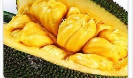 花蜜瓜能跟香蕉一起吃吗,健康美味两不误