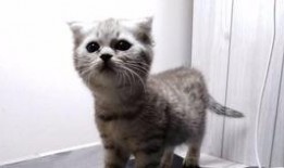 吃瓜萌虎,揭秘娱乐圈那些不为人知的幕后故事