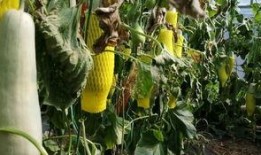 默默的吃瓜图片,揭秘娱乐圈幕后真相