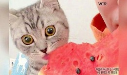 猫咪吃瓜姿势,萌态百出，揭秘猫咪的悠闲时光