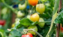 吃瓜群众小番茄,揭秘吃瓜群众的趣味生活