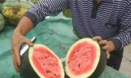 死人吃瓜,死人吃瓜背后的惊人真相