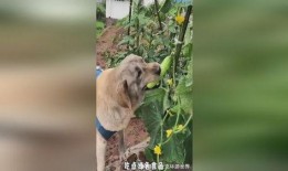 小狗可以吃田瓜吗怎么吃,小狗如何安全享用田瓜美味