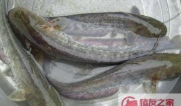 鲶鱼蹲坑带你吃瓜,揭秘网络红人带你吃瓜的幕后故事