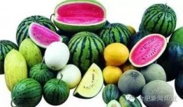 种瓜得瓜等待吃瓜,揭秘瓜农的辛勤与收获