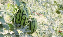 西华网红吃瓜,揭秘网络红人的幕后故事