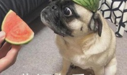 小庄总吃瓜表情,揭秘职场八卦风云