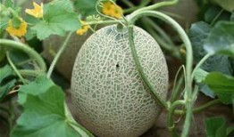 吃哈密瓜的路人,哈密瓜香引路人驻足