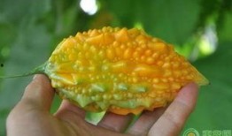 吃赖瓜的视频,吃赖瓜视频带你领略独特风味