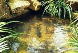 虎牙鱼塘公会吃瓜,揭秘网络直播圈的幕后故事