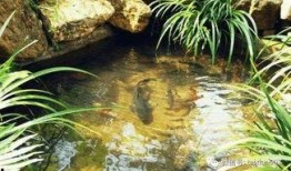 虎牙鱼塘公会吃瓜,揭秘网络直播圈的幕后故事