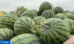 51cgw 吃瓜,揭秘娱乐圈那些吃瓜背后的真相