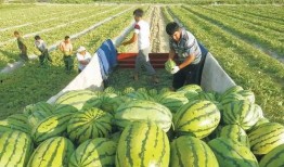 郑州吃瓜文化图片,街头巷尾的热议焦点