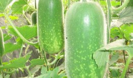 大瓜网红吃瓜图片高清,高清图片揭秘娱乐圈幕后风云