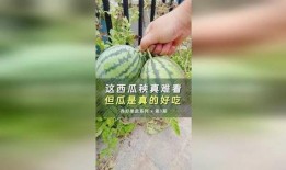 丑瓜能怎么吃,探索创意烹饪新境界