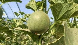 下班吃片瓜,一片瓜的悠闲时光