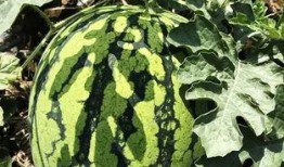 无锡太湖创意吃瓜,夏日清凉新风尚