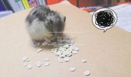 仓鼠吃瓜图片大全,仓鼠吃瓜图片大全集锦