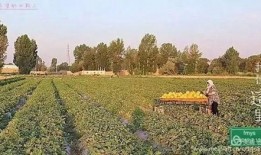 民勤种树吃瓜,种树与吃瓜的生态奇迹