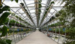 华强只吃大棚瓜,大棚瓜的忠实食客，探寻绿色健康生活之道