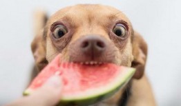 美女吃狗狗的瓜