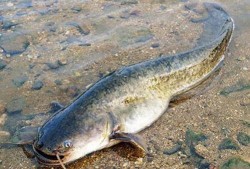 鲶鱼蹲坑带你吃瓜,揭秘网络红人带你吃瓜的幕后故事